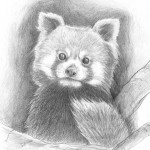 Kis panda - ceruza rajz